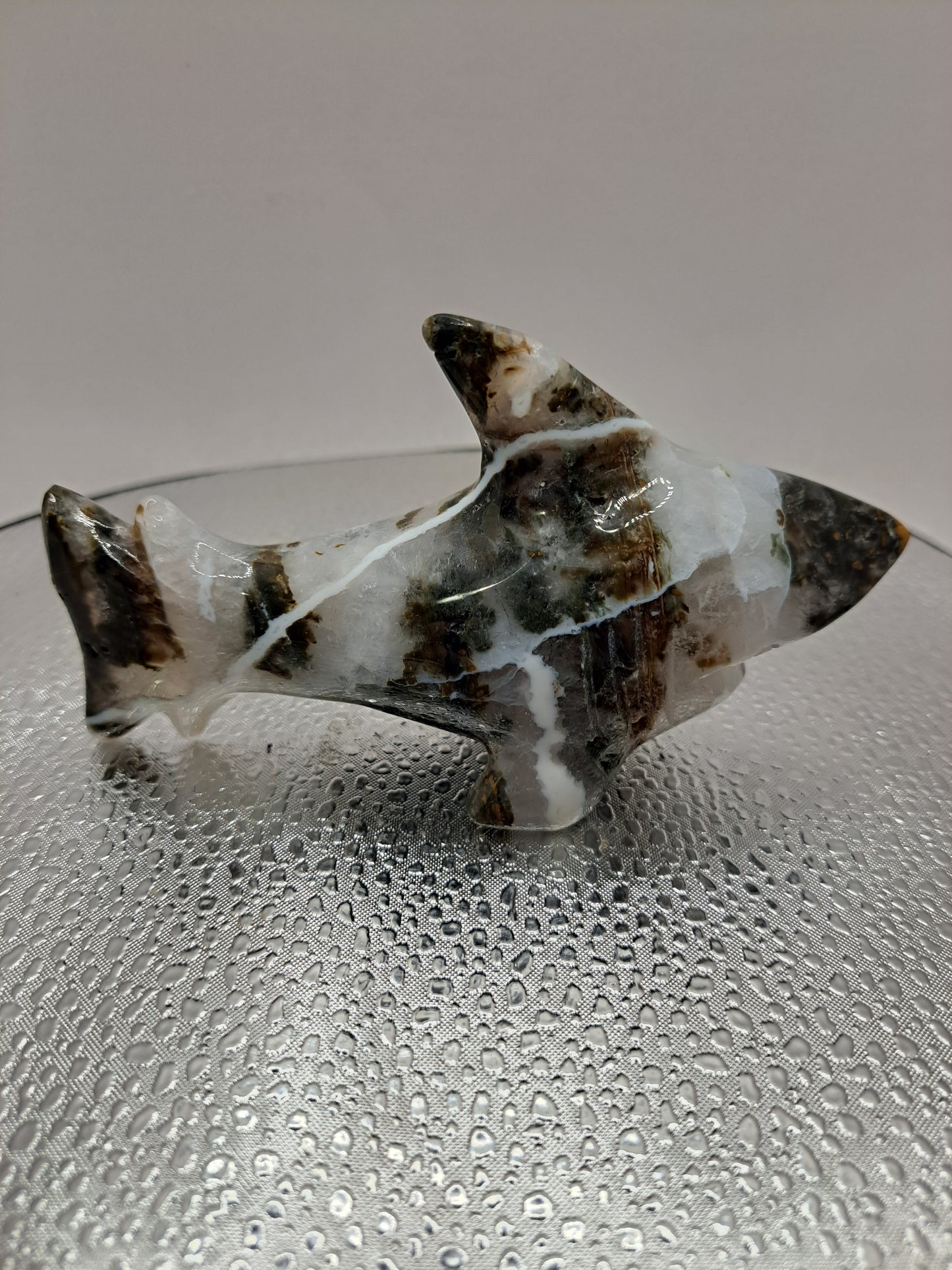 Ocean Jasper Shark