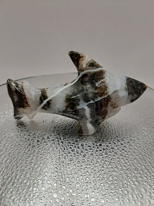 Ocean Jasper Shark