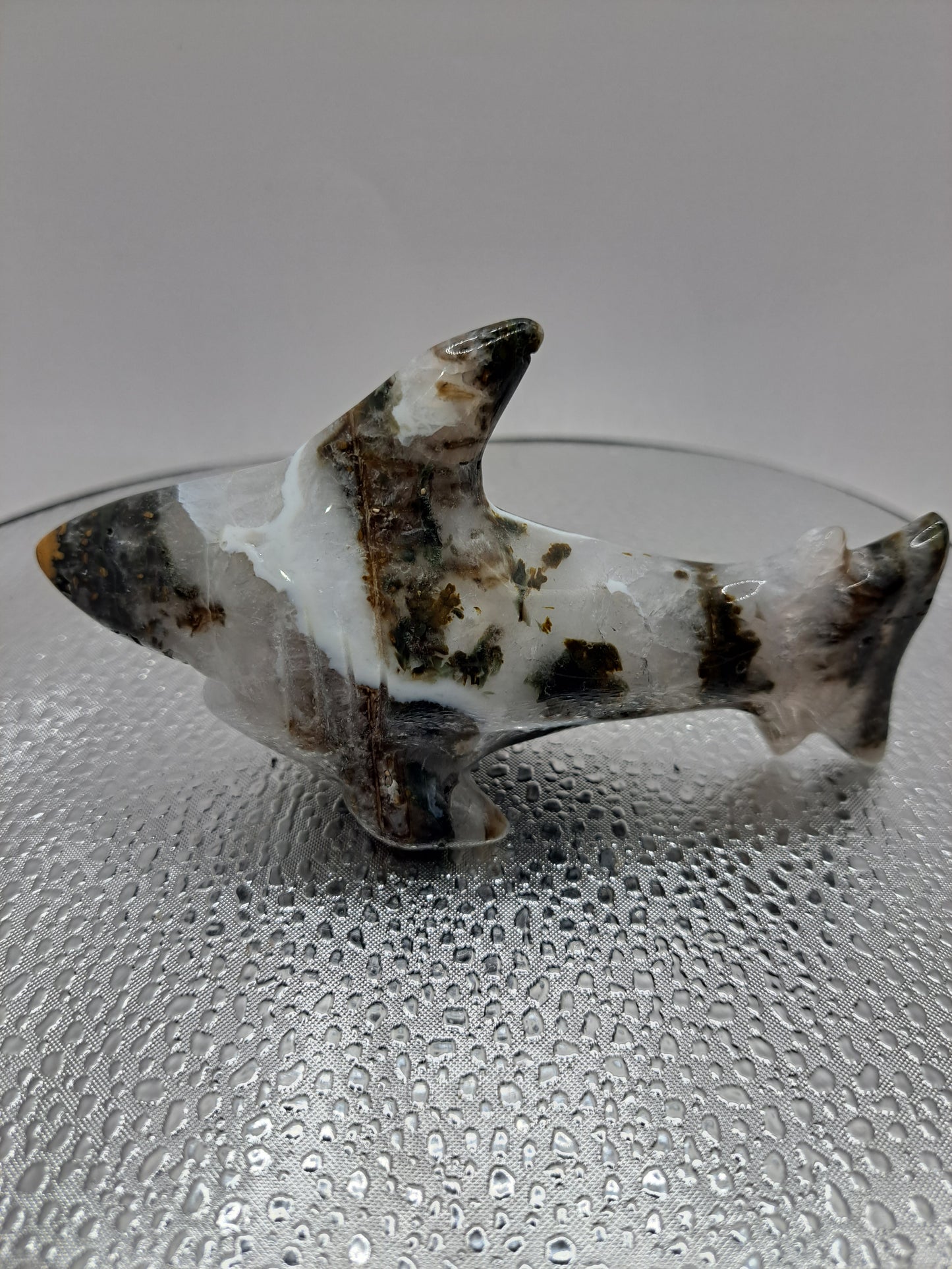 Ocean Jasper Shark