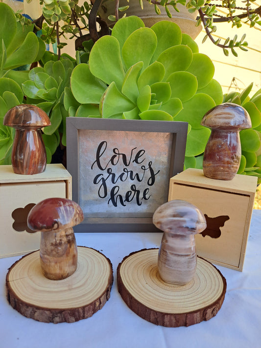 Petrified Wood Mushrooms