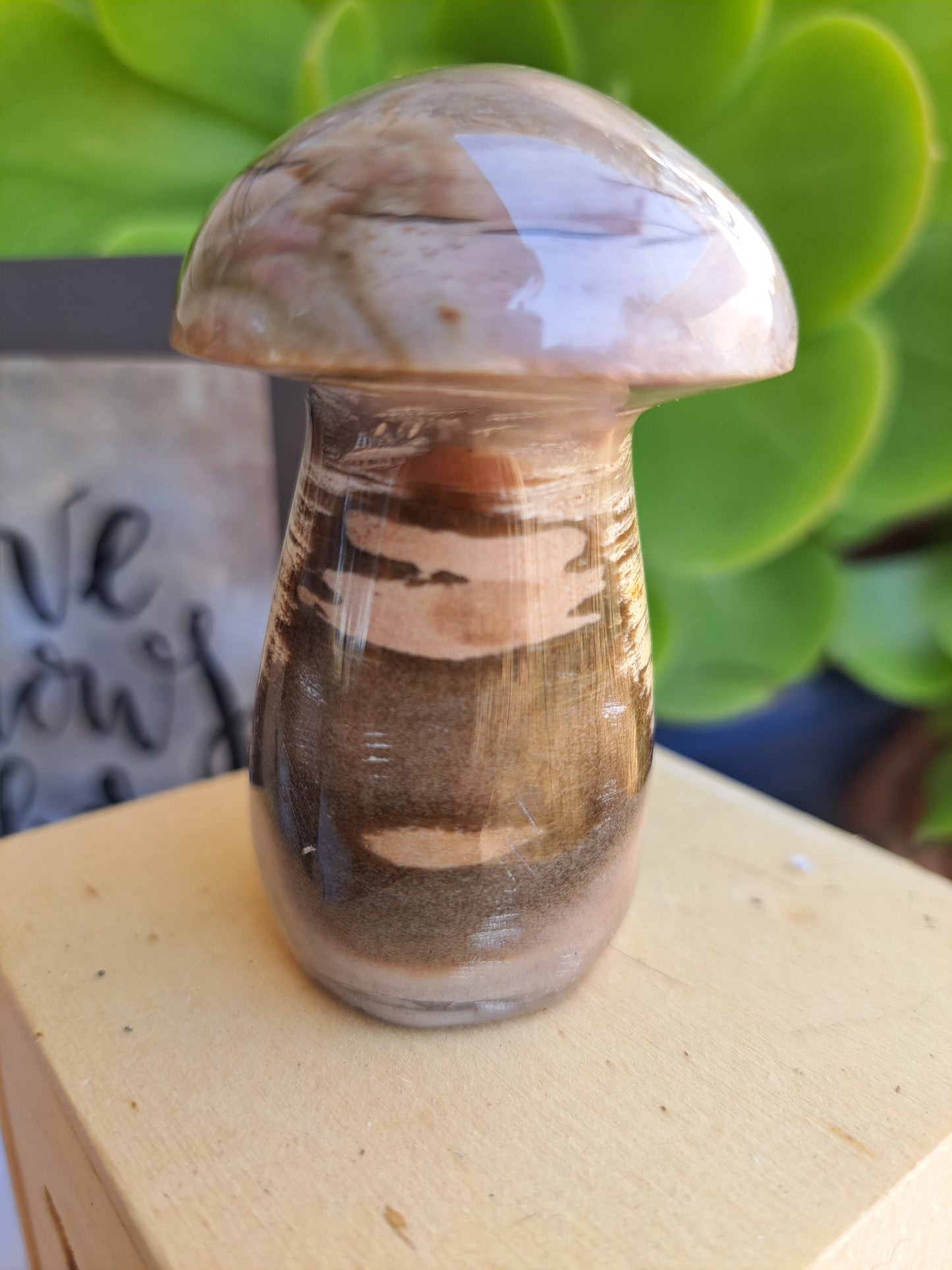 Petrified Wood Mushrooms