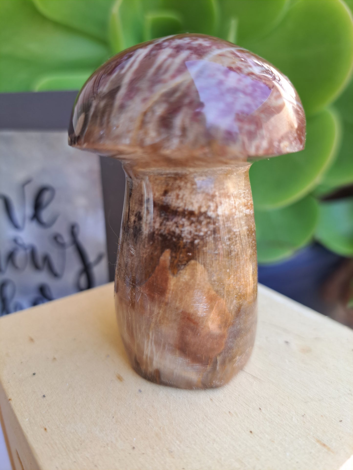 Petrified Wood Mushrooms