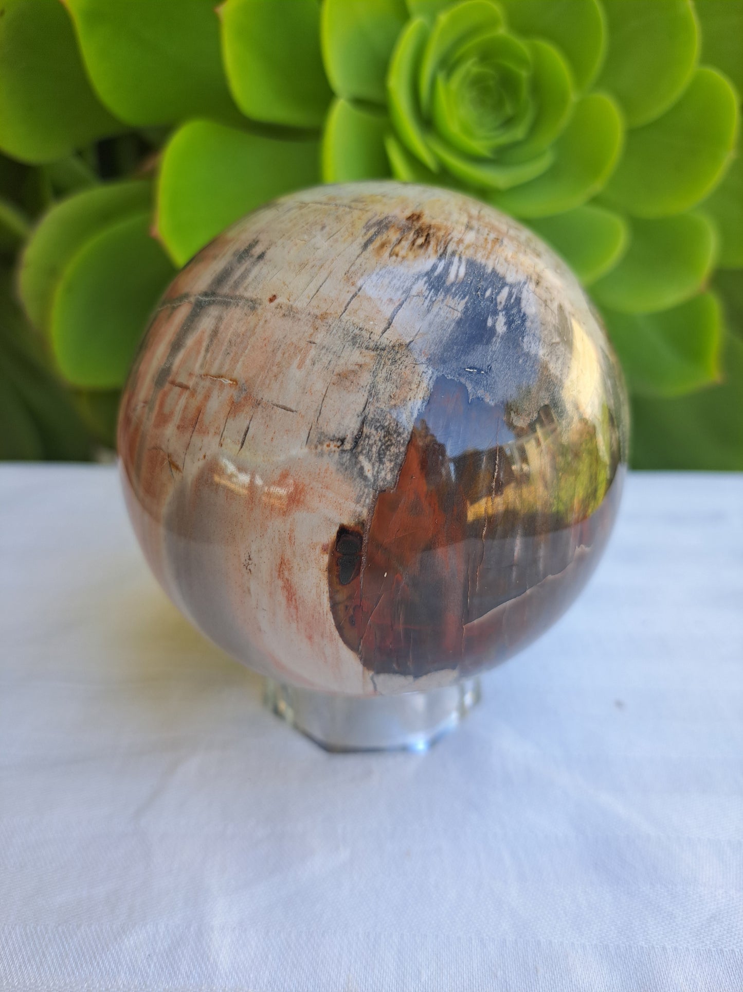 Petrified Wood Sphere