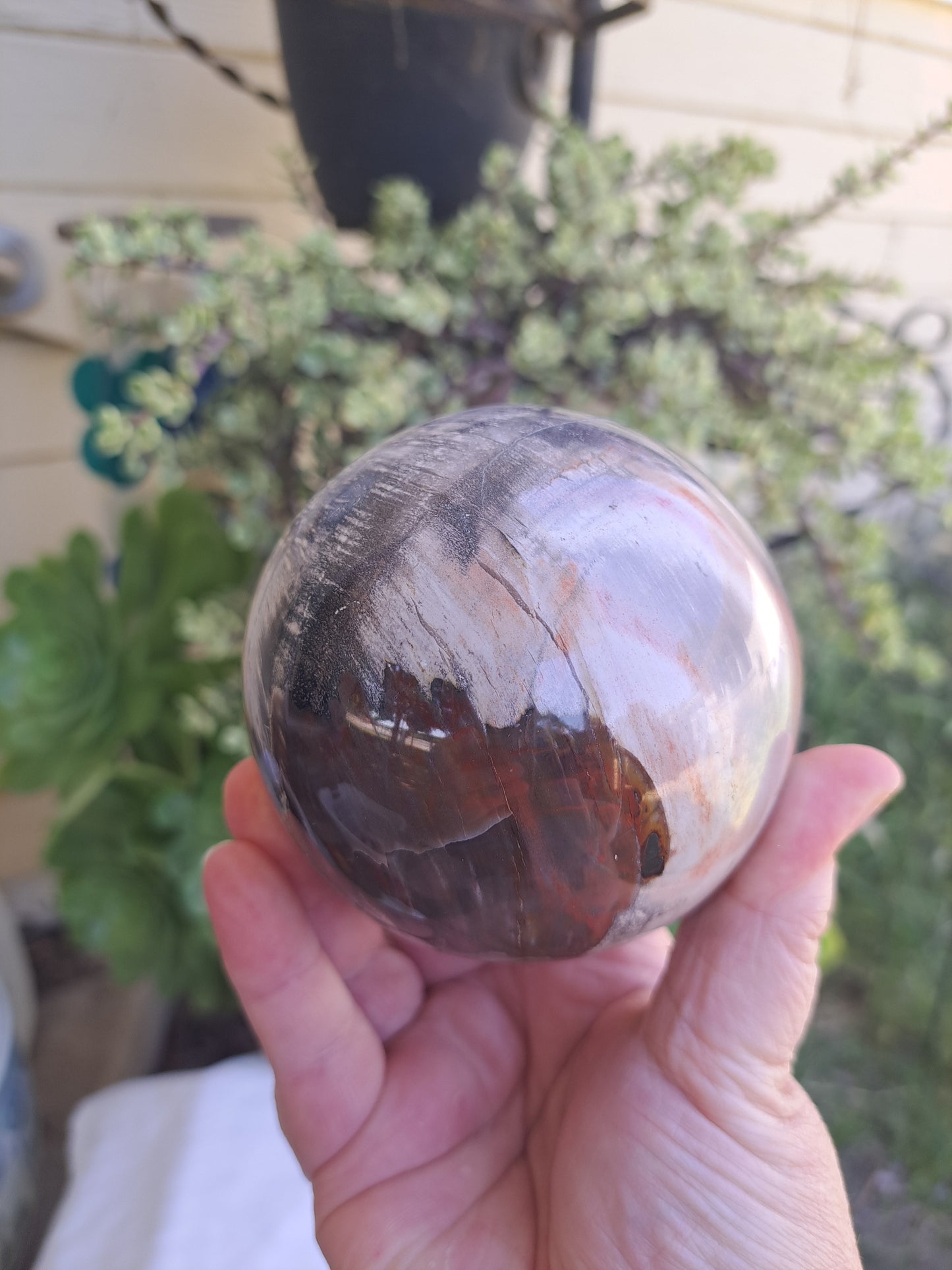 Petrified Wood Sphere