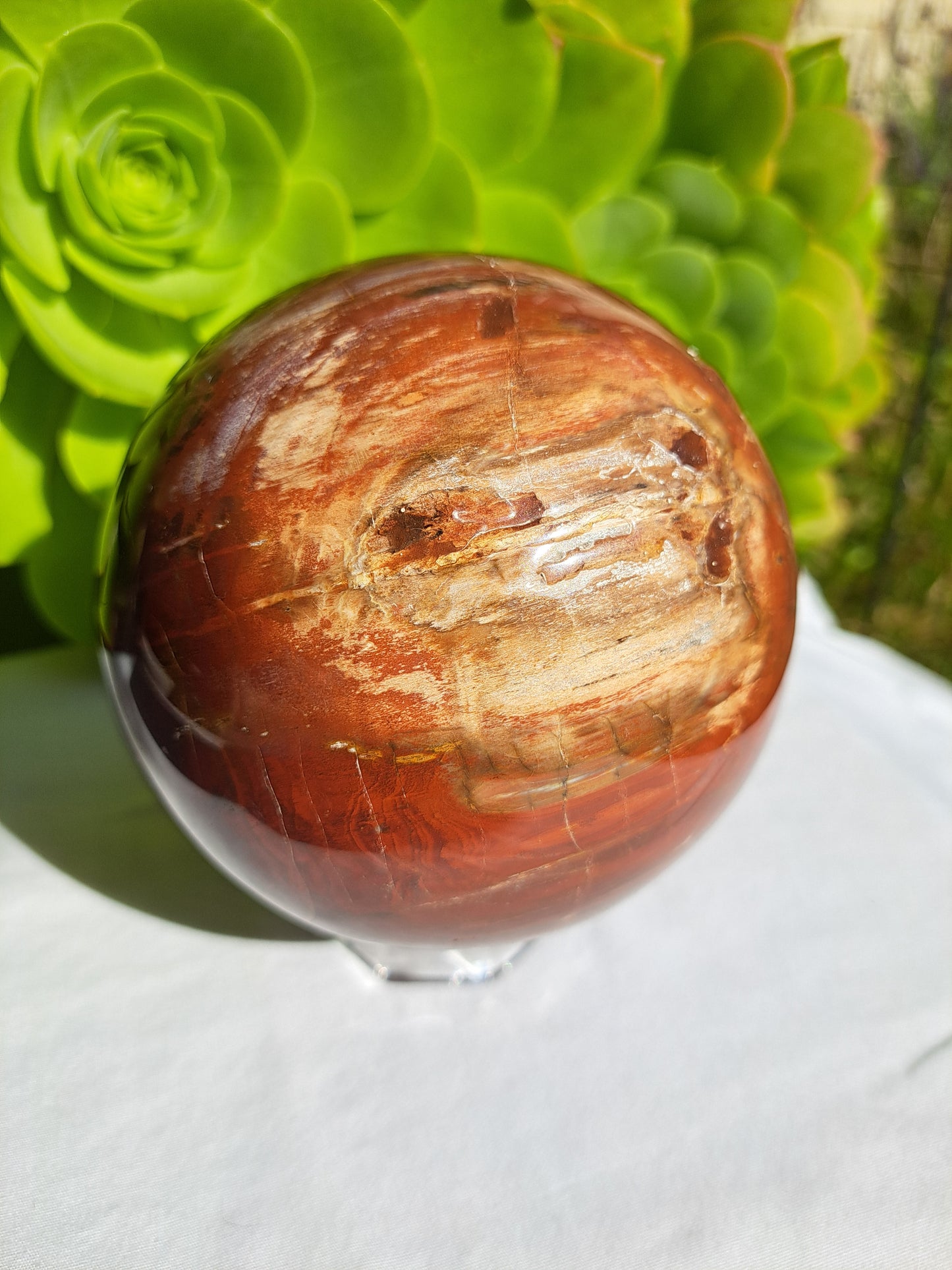 Petrified Wood Sphere