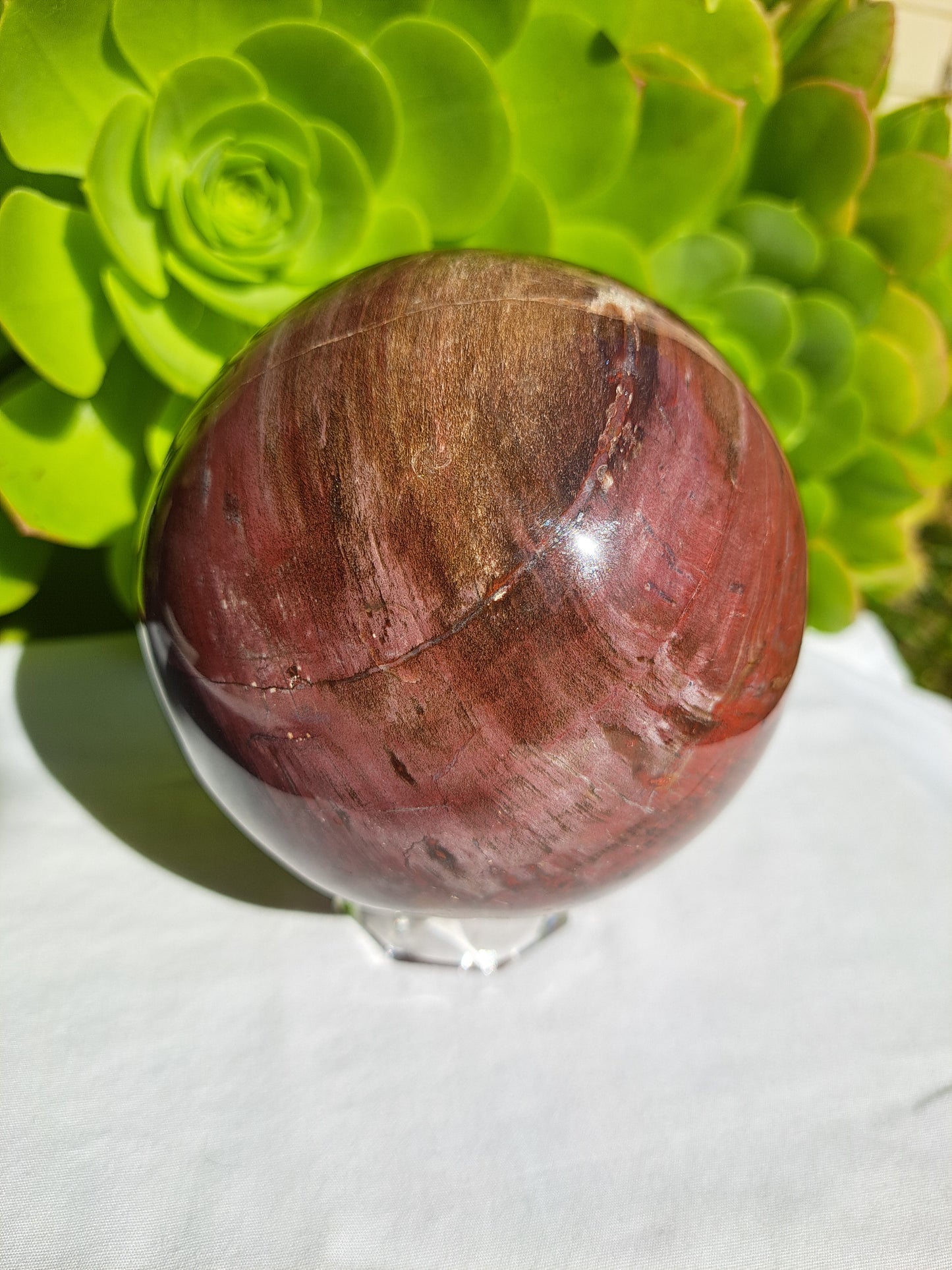 Petrified Wood Sphere